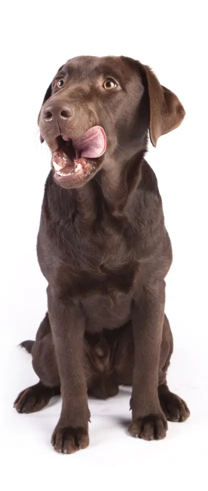 the dog blog page spot image of chocolate lab p. g. parks